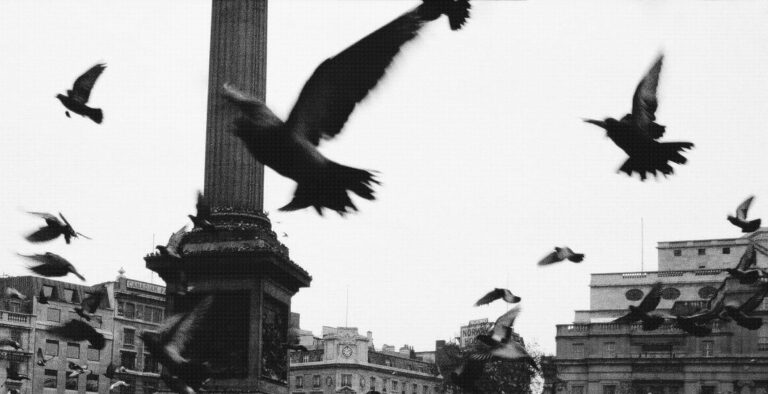 Pigeons, fountain and Nelson's Column. Trafalgar Square, London.