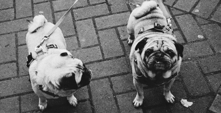 photo shows pair of pug dogs on pavement