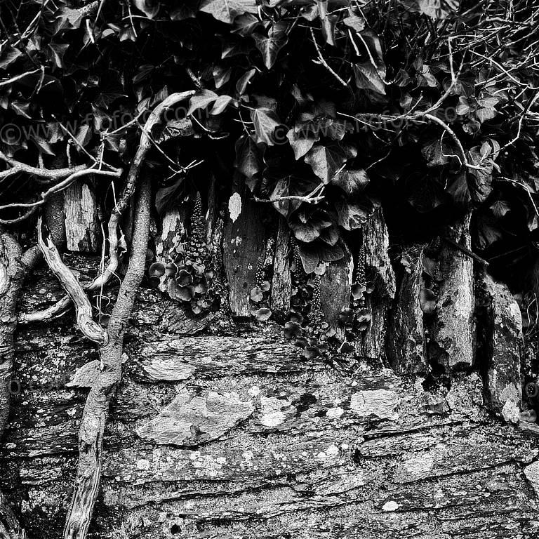 Ivy (Hedera helix) and other green foliage on drystone wall. Coastal path, South Devon, UK